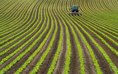 rows of green farm land