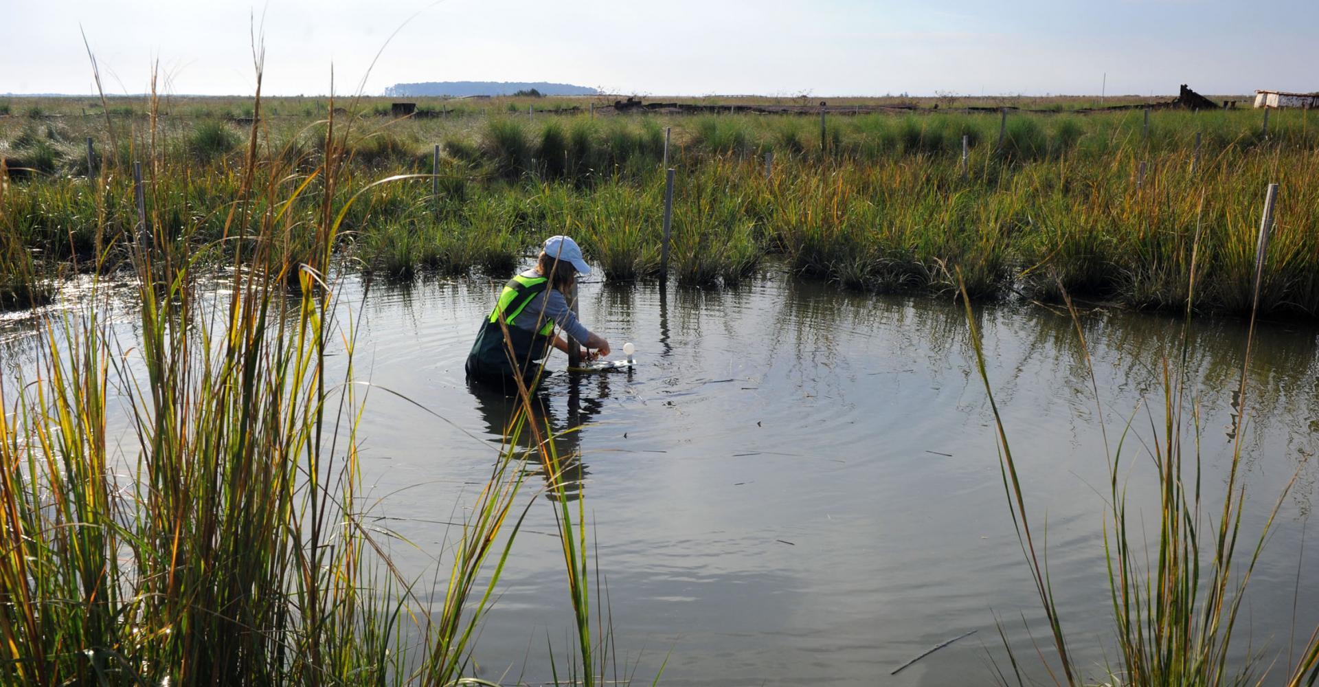 scientist standing in a marsh